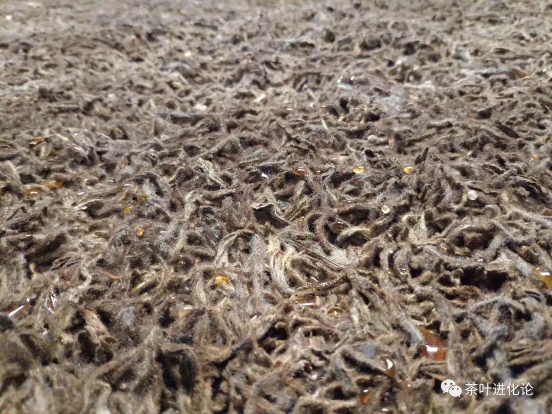 什么是湿仓,湿仓茶是什么