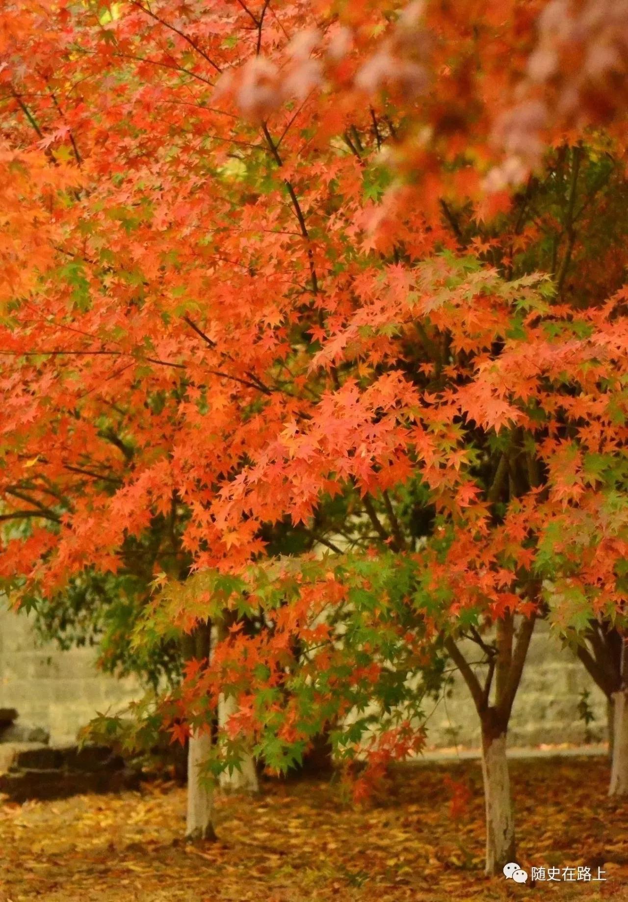 我有一个心愿叫金陵
