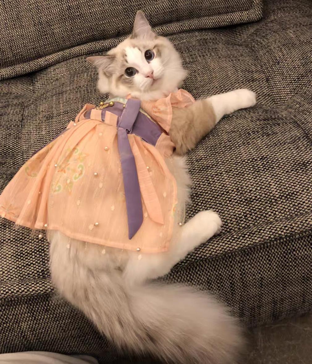 创业卖宠物衣服,给家里的宠物做一件衣服超简单