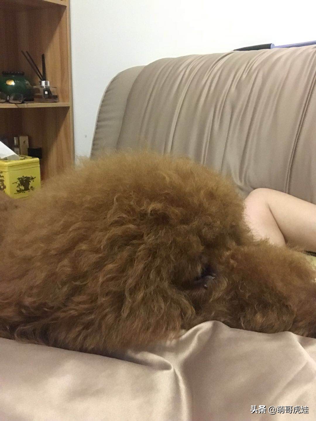 泰迪怕打雷下雨,泰迪打雷发抖