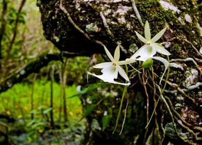 最贵兰花寒兰多少钱一株图片,世界最昂贵兰花