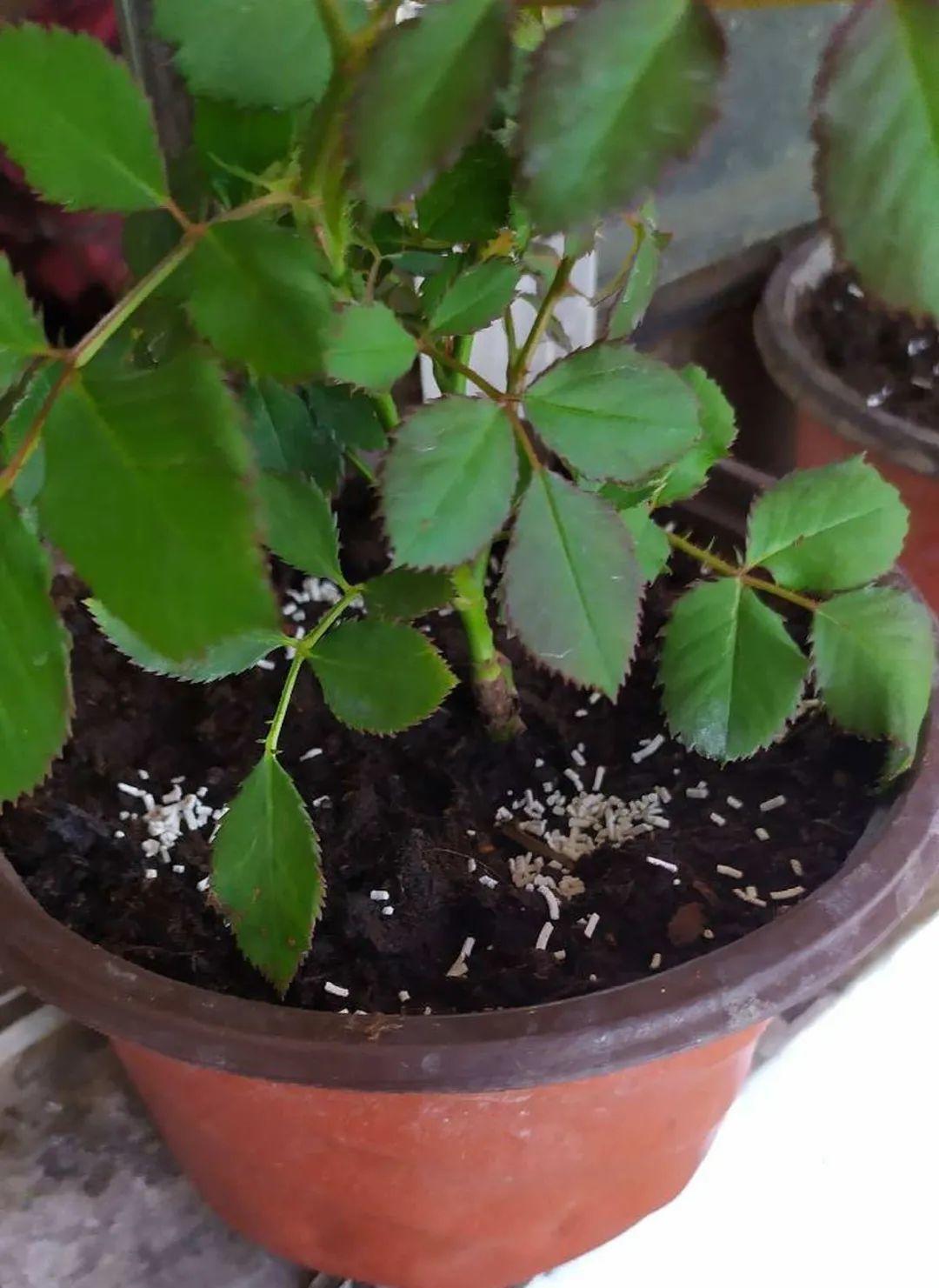 养花中出现小黑飞蚊怎么消除,养花有小黑飞怎么办