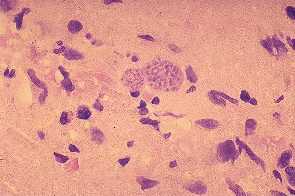 还在相信怀孕生娃后不能养宠物？钟南山：谣言，真相是越早越好