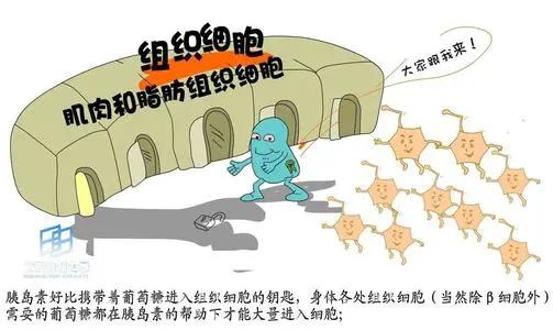 减肥饮食看热量还是看碳水,减肥早吃碳水午吃肉晚吃什么