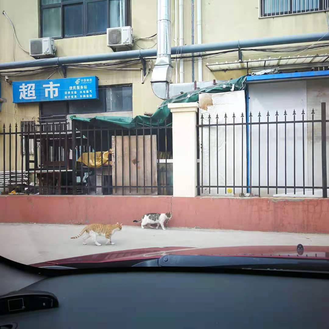 哪些猫不掉毛又有很多毛,哪些猫不掉毛爱叫乱跑