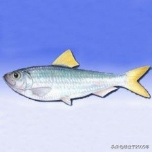 辽宁的水产品有哪些,辽宁常见的鱼