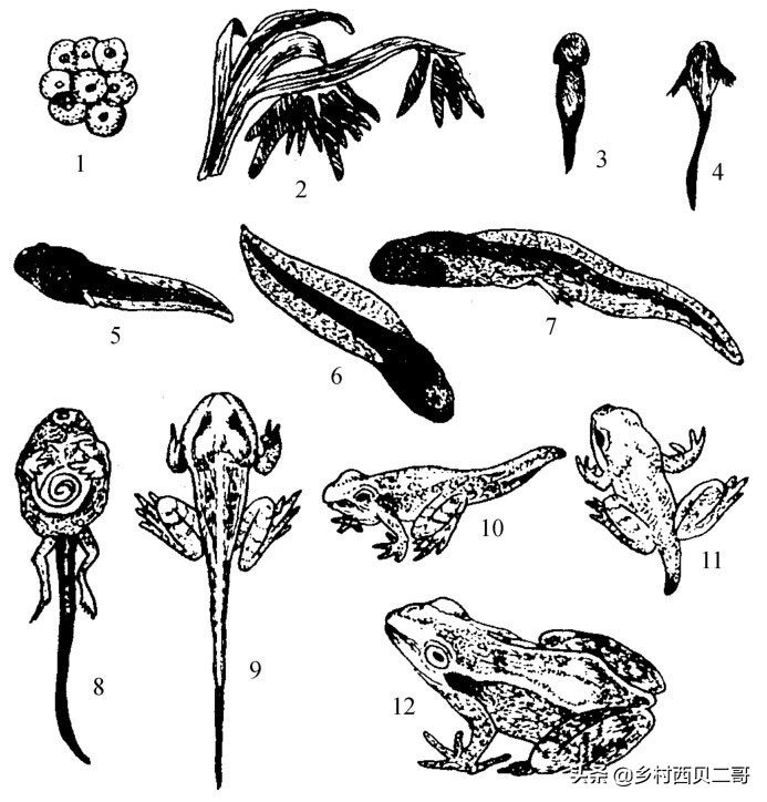 牛蛙的养殖技术及方法简介,牛蛙养殖的最新技术