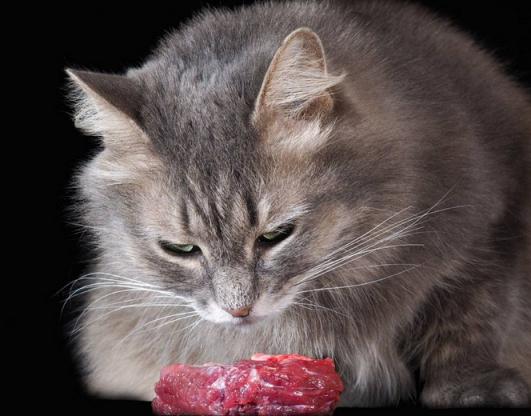 月亮睡了你不睡，你是秃头小宝贝！为啥猫咪每天熬夜没见秃头呢？