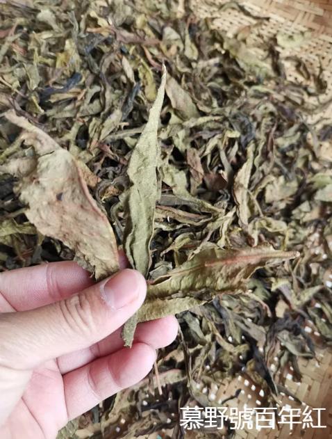 洪普号冰岛五寨黄金叶,冰岛五寨古树黄金叶