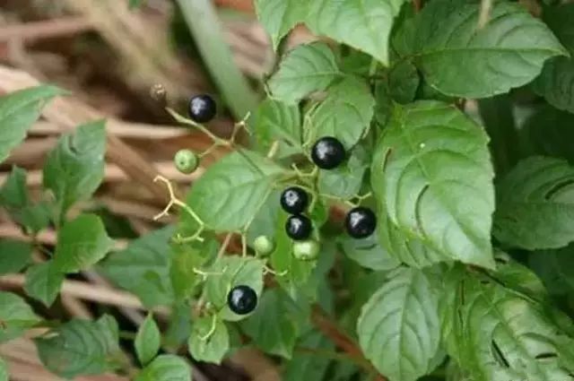 农村常见野花野草,这些野菜农村随处见