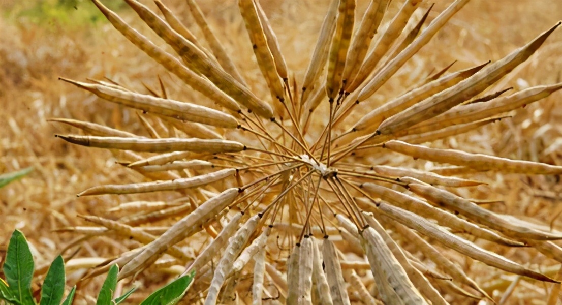 种子的传播方式有哪些和什么有关,种子传播的方式及其特征是什么