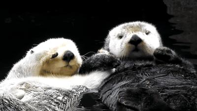 水獭宠物容易养吗视频,水獭宝宝可以当宠物吗