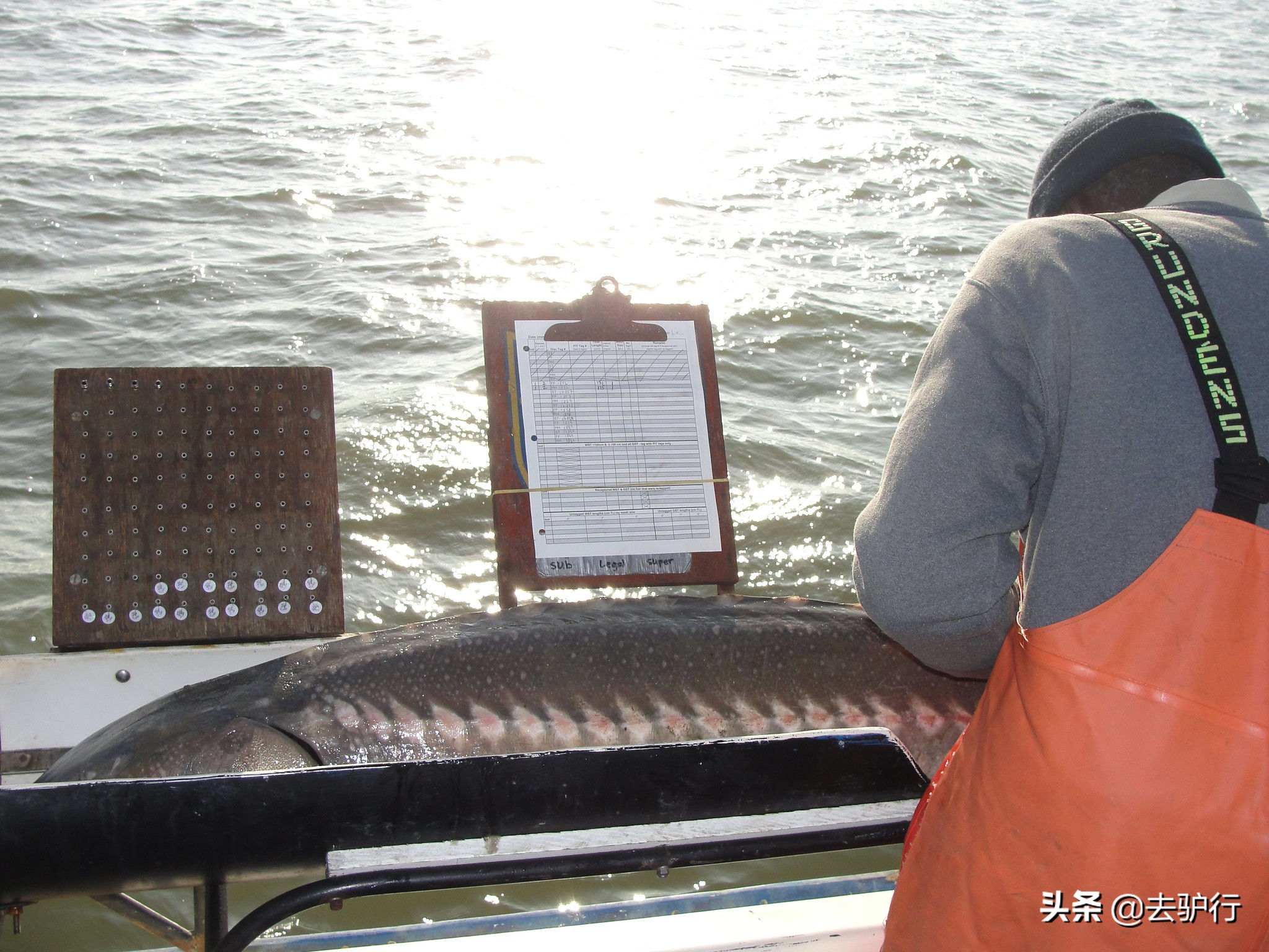 顶级鱼子酱有多贵,鱼子酱到底有多贵