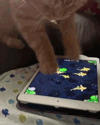 被弃养了一次的猫,从病魔中救回的猫脱离安乐死