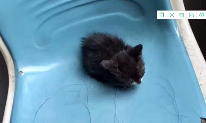 教你如何治猫癣,治疗猫癣的最有效办法