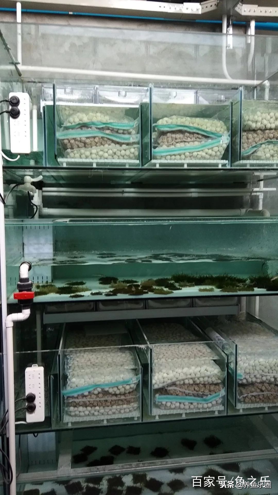 这位土豪家的渔场,光滤材就花了500多万,你确定不要见识一下?