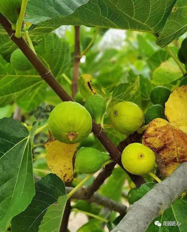 想自己种一棵树,想种自己的树