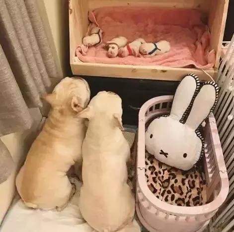 狗狗要生前有什么征兆,狗狗出生3天注意事项