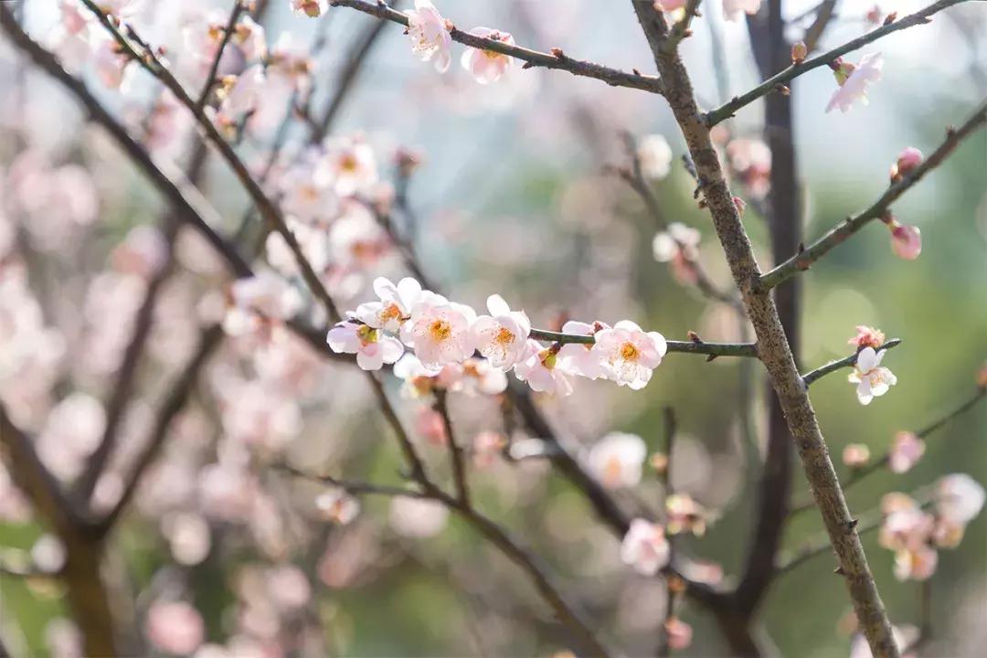 深圳隐秘风景,深圳粉色花海视频
