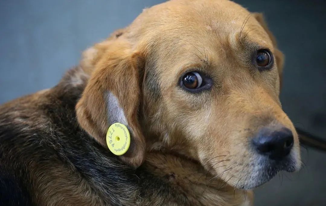 在路边捡到的流浪狗该怎么抚养,路边的流浪狗能领养么