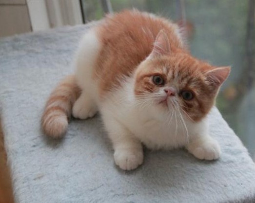 大院找猫攻略,出租房捉鼠记