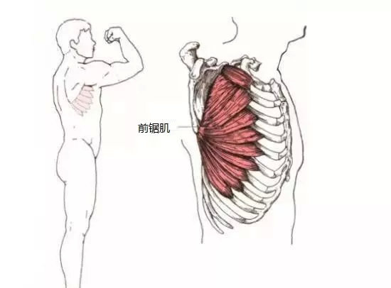 内衣带一直掉为什么,无肩带内衣总是往上滑怎么办