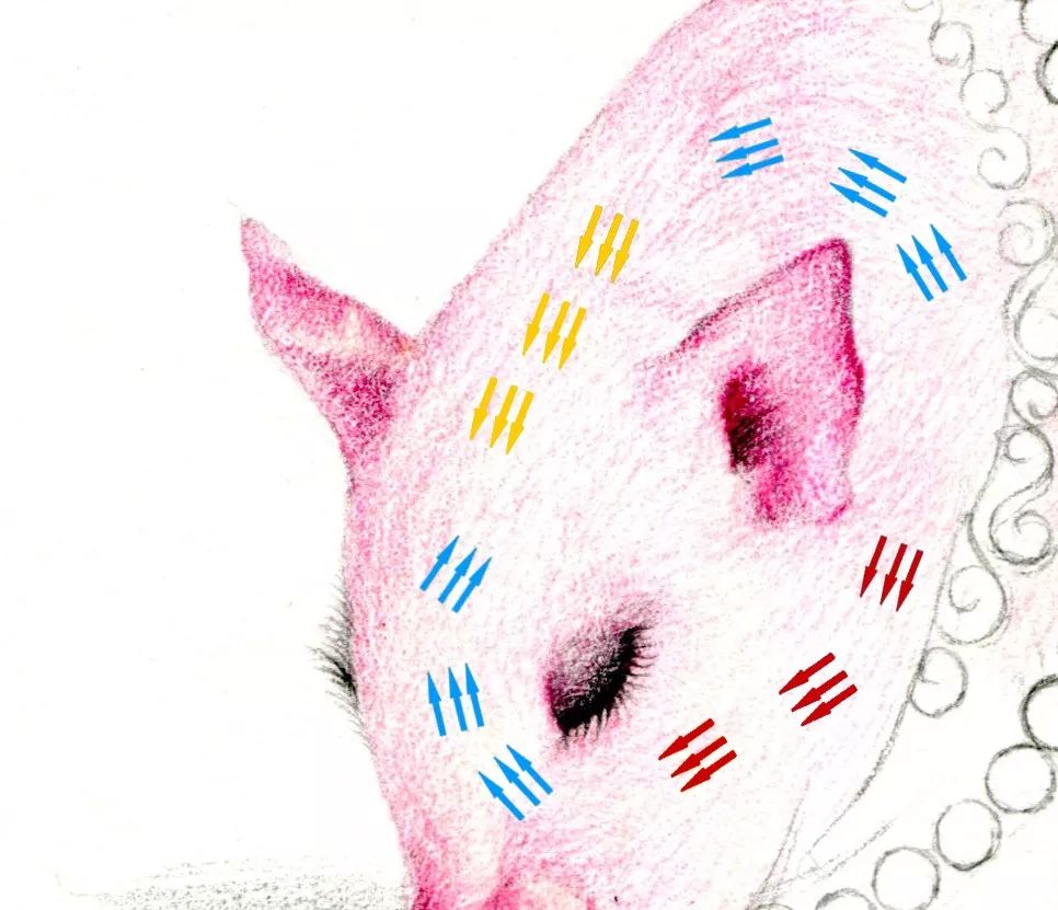 猪年画猪,猪年怎么画