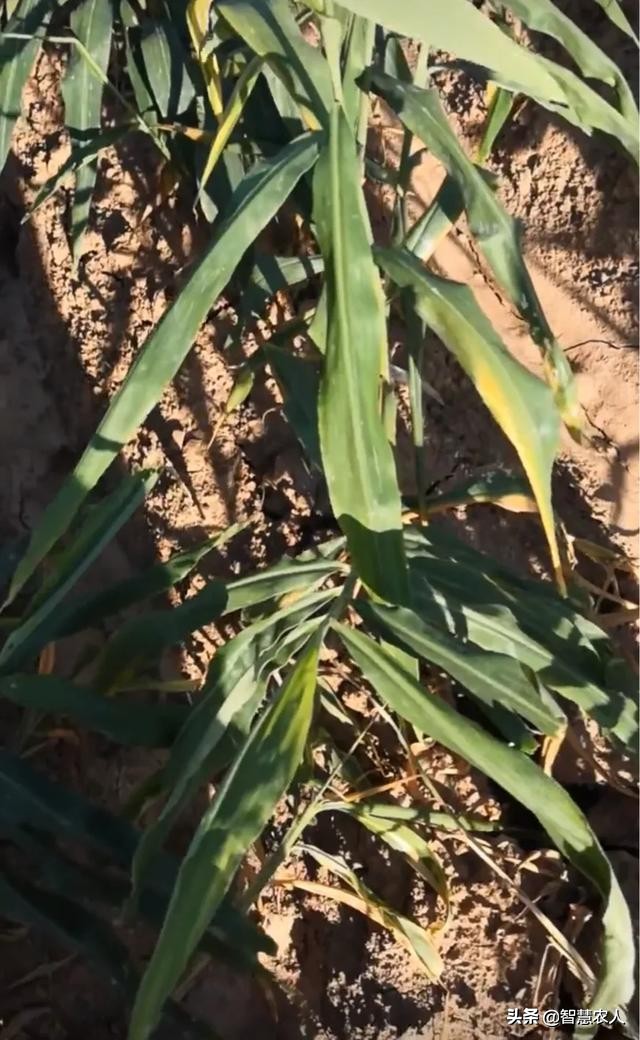 生姜怎么种植防姜瘟,生姜姜瘟病害的预防措施