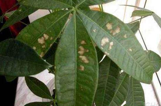 发财树叶子出现黄斑是怎么回事,发财树长黄斑叶子变黄是什么原因