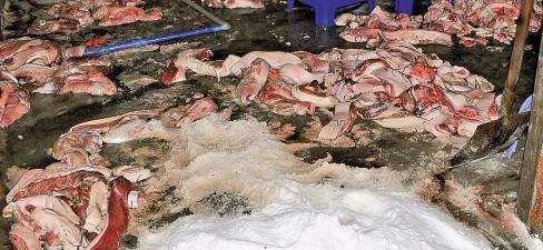 最便宜又最健康的猫咪零食,推荐给猫咪买的零食科普