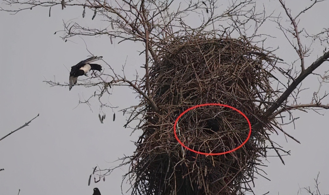 喜鹊窝在冬天为什么不怕下雪,为什么喜鹊窝不能风吹不落