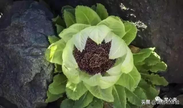 山上的雪莲花,山上雪莲的照片