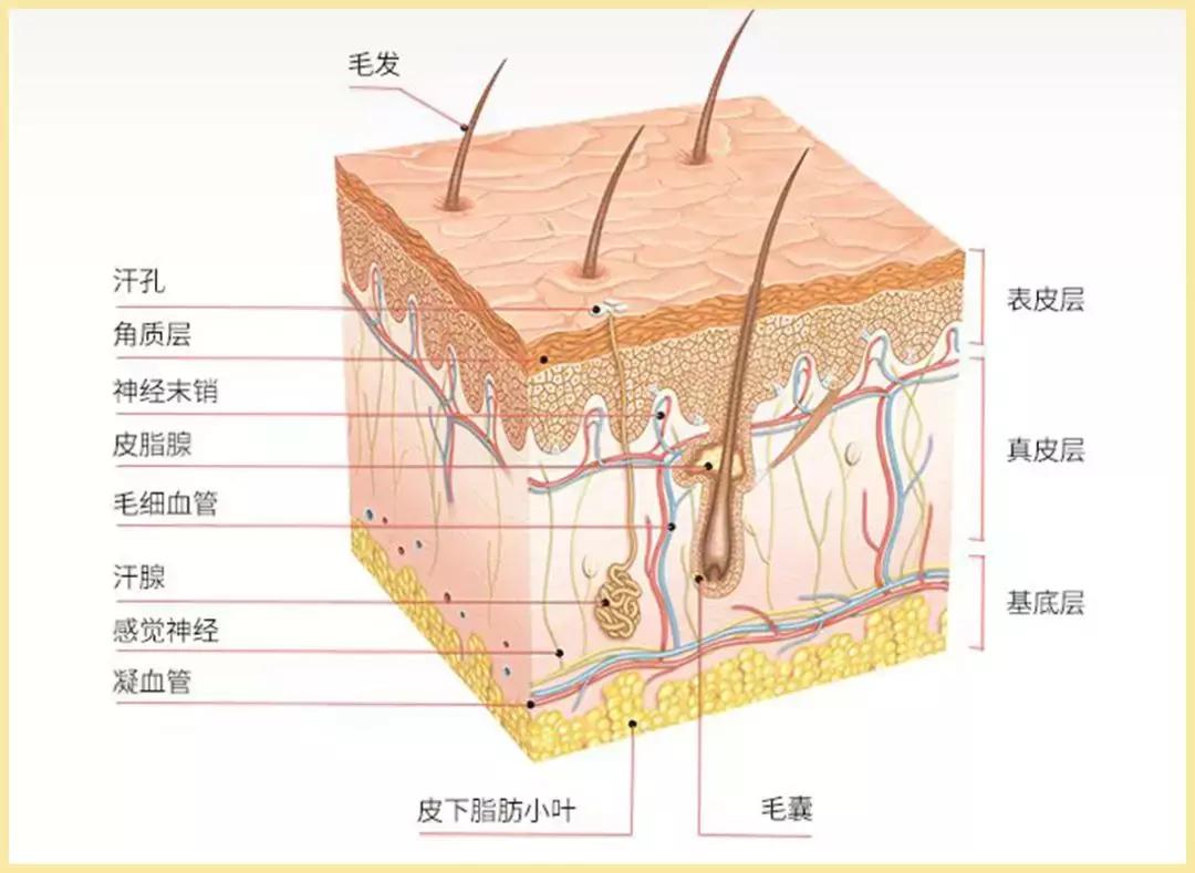 什么肤质适合刷酸美白,什么肤质适合刷酸