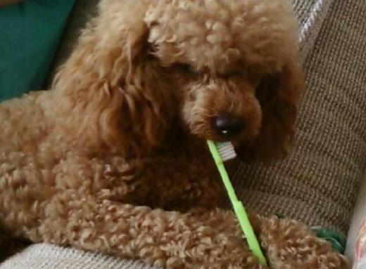 养泰迪必备用品推荐,养泰迪必买的用品