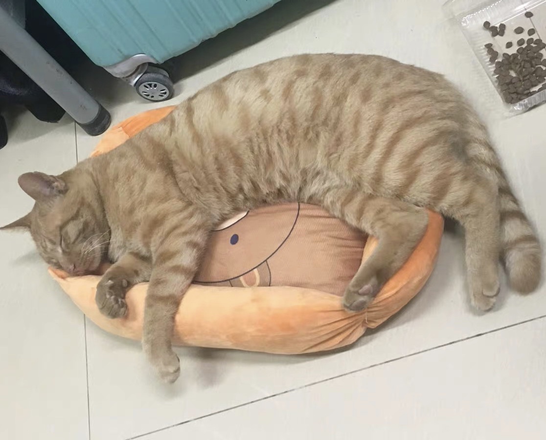 猫咪为什么对糖感兴趣,猫咪能尝到甜味吗