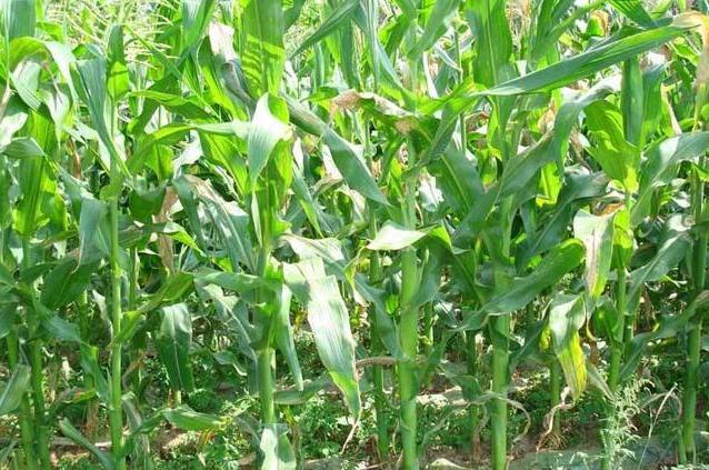玉米叶斑病最好防治方法,玉米弯孢霉叶斑病防治方法