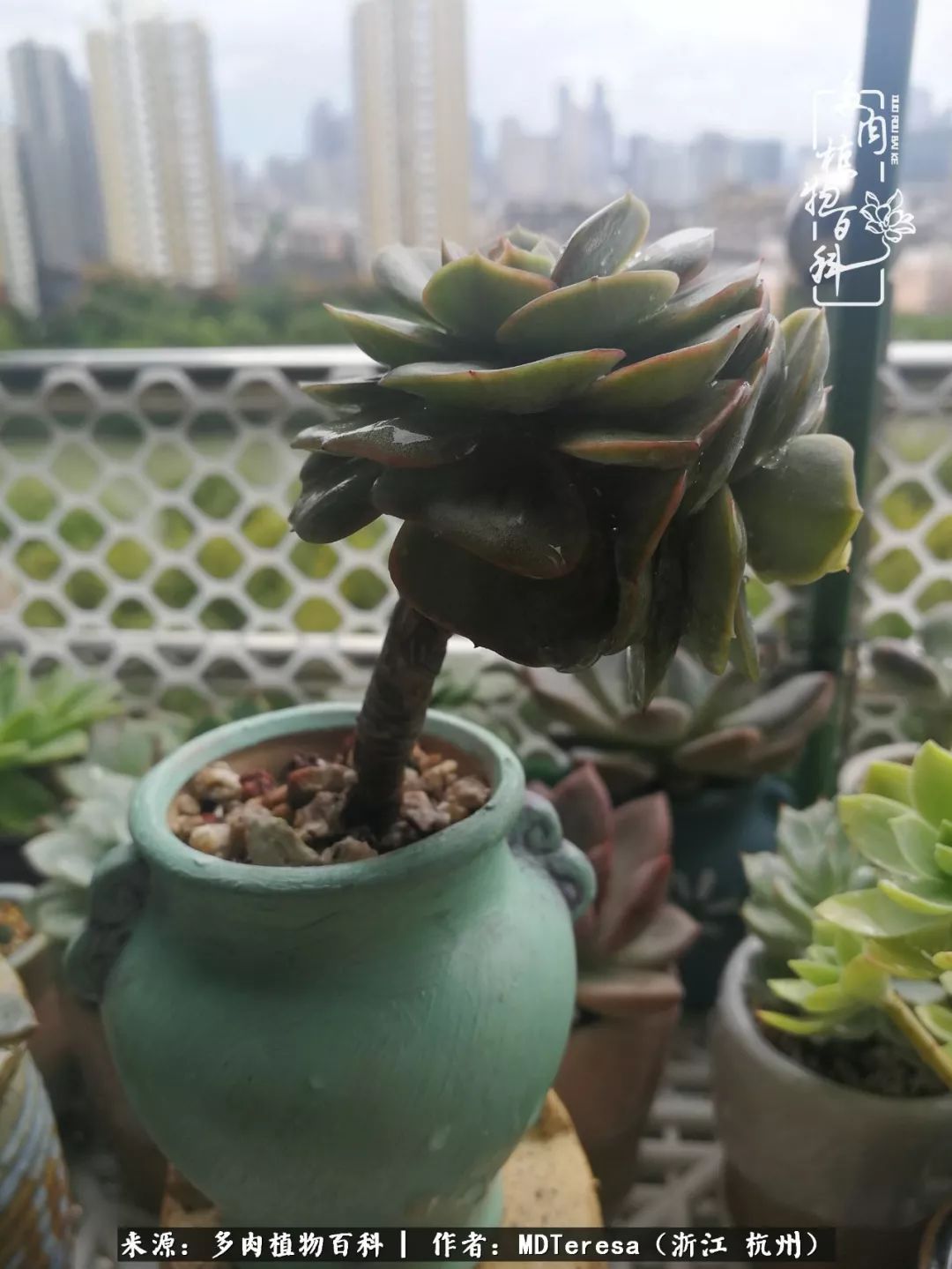 养好能养好的才是王道！期待多肉们的华丽转身