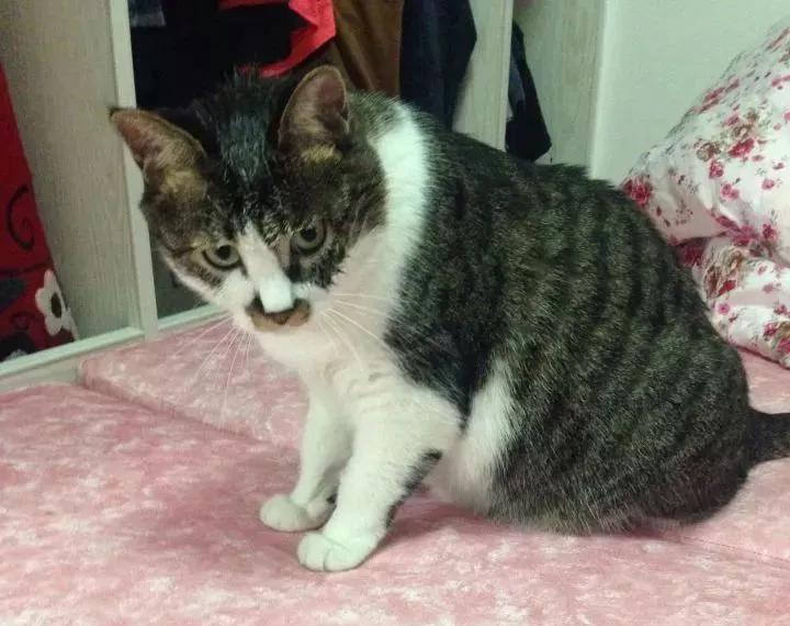 用舌头舔猫会怎样,舔猫头一口会有什么反应