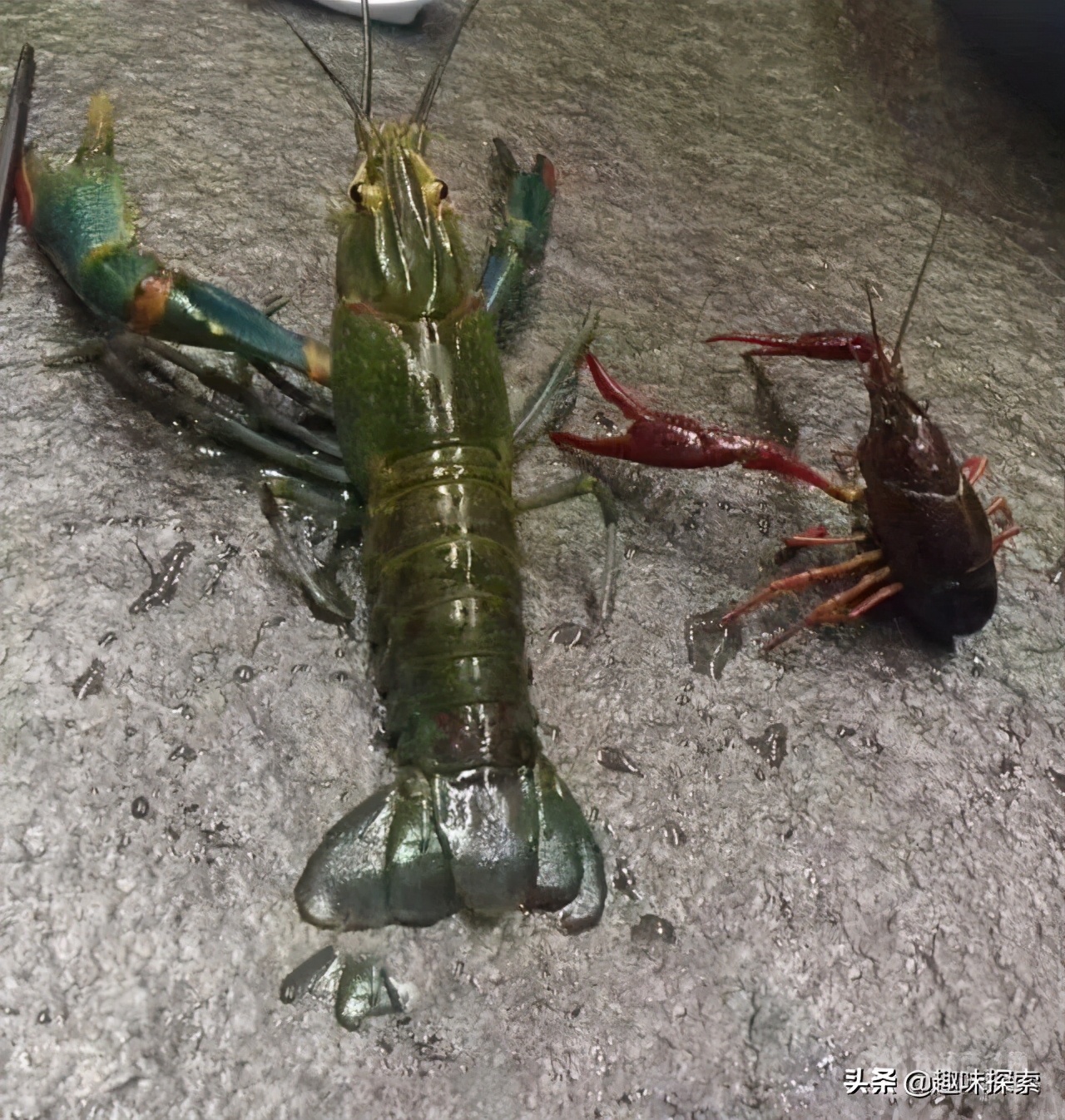 能长到四斤的淡水龙虾,澳洲龙虾可进入中国吗