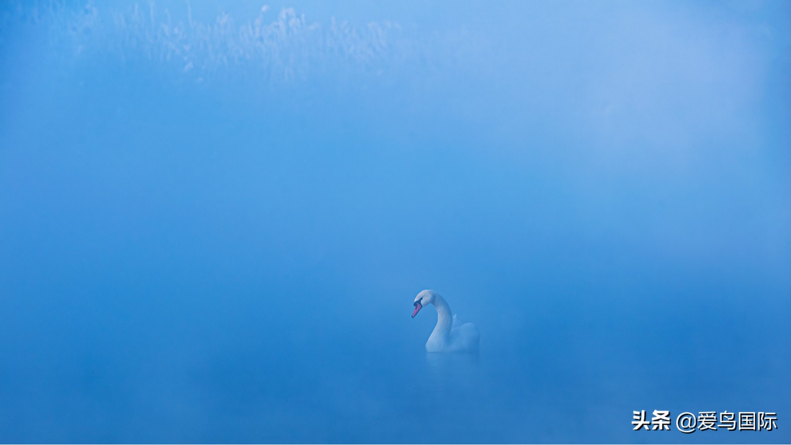 鸟类最好看的照片,100张绝美鸟类图片