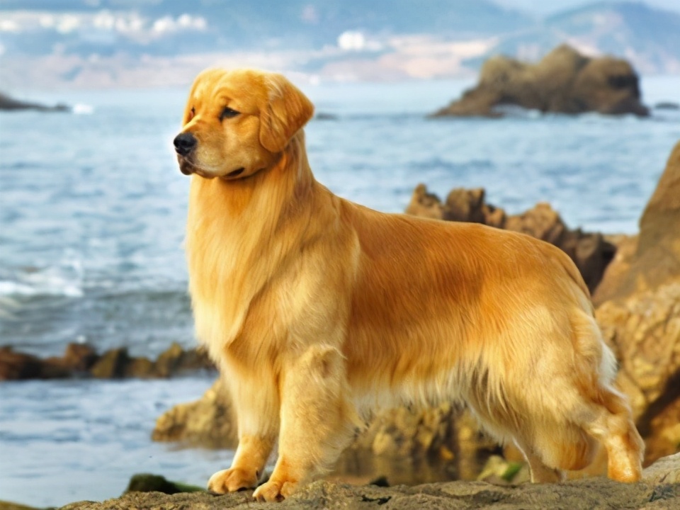 这6种狗高颜值性格好适合家里养,哪种狗性格比较温顺适合孩子养