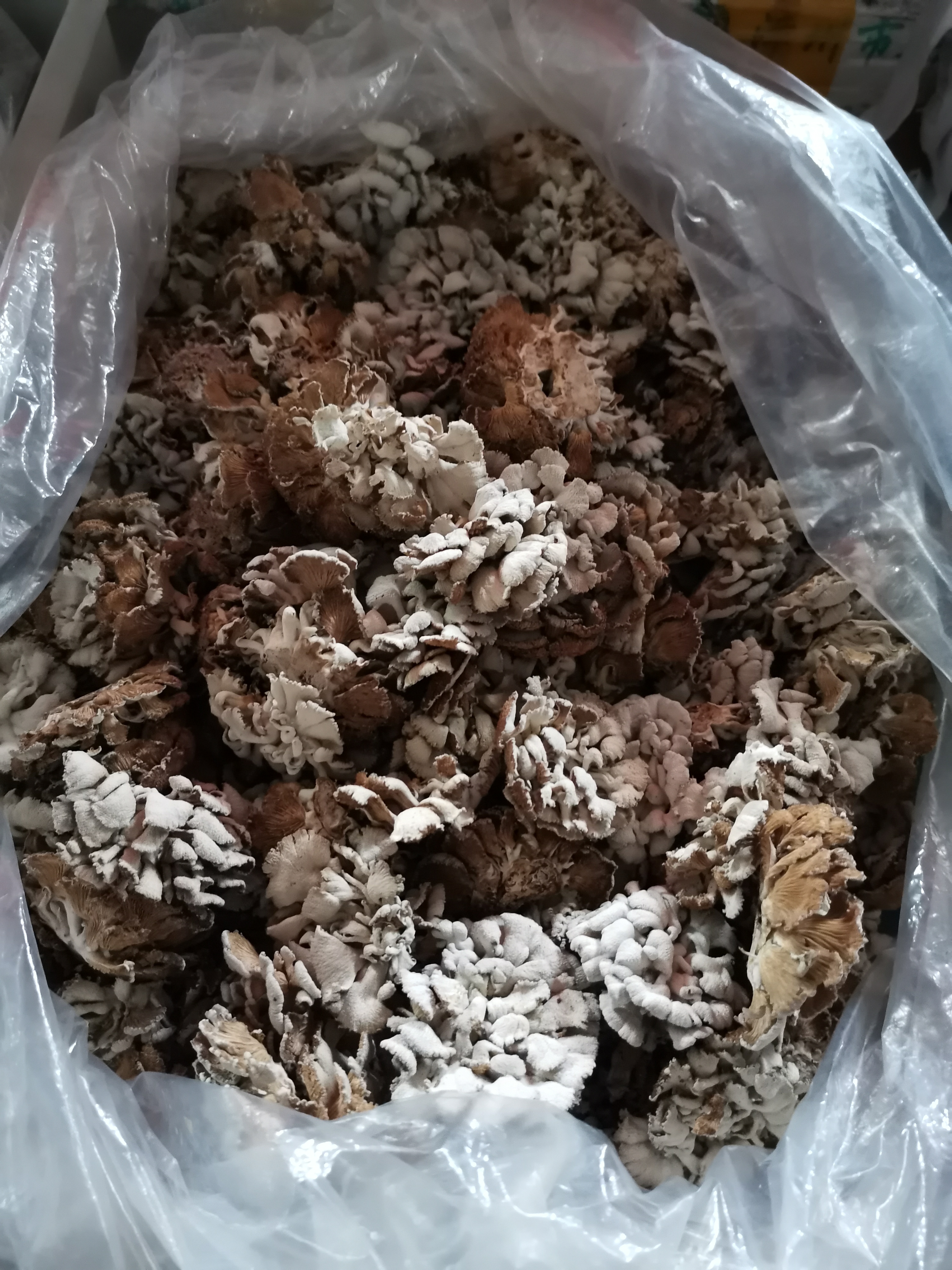 很多人想不明白，石林只是个小城镇，为什么还有人想去买房养老？