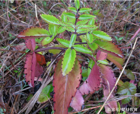 妤氭潗鎵т笟鑽笀,妤氭潗涓嵂