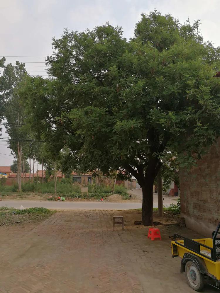 散文守望这方红色沃土,散文守望麦田