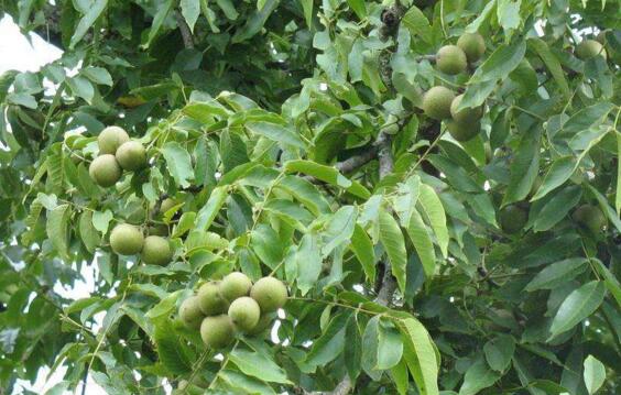 种植核桃两亩一年收入,核桃每亩产量多少