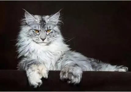 美国最可爱的猫,美国最有代表性的猫