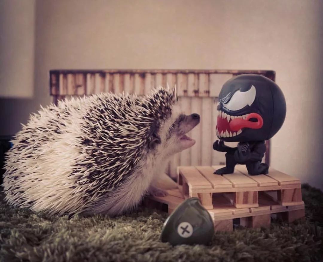 养一只戏精宠物是什么体验,养了一只小狐狸是什么体验