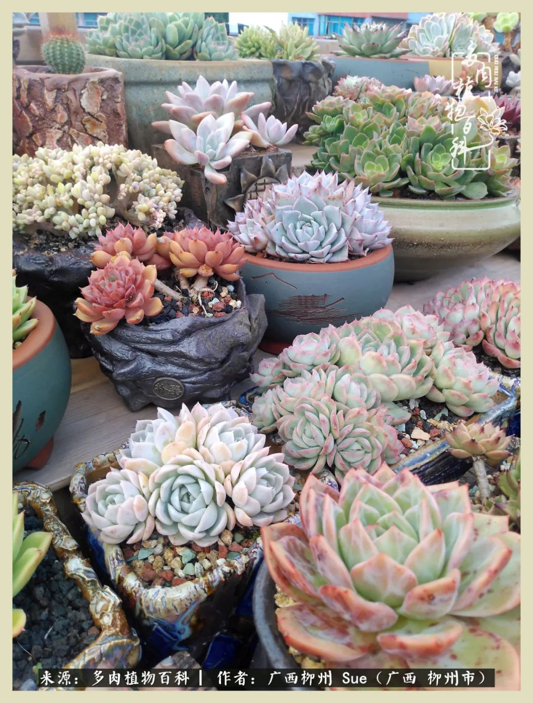 艳阳高照凉爽贵州，我要勤快地捕捉美好！（二）