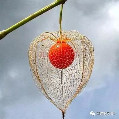 中草药锦灯笼功效与作用,红姑娘的传说