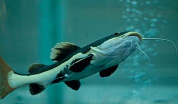 十大最好看的观赏鱼图片大全,十种最漂亮的观赏鱼图片